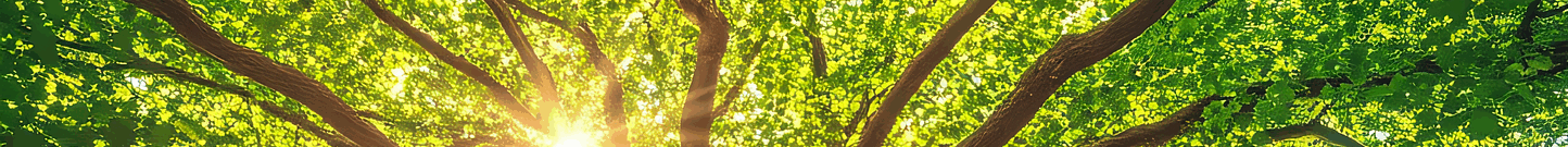 La Maïeusthésie : une clinique de la naissance à soi